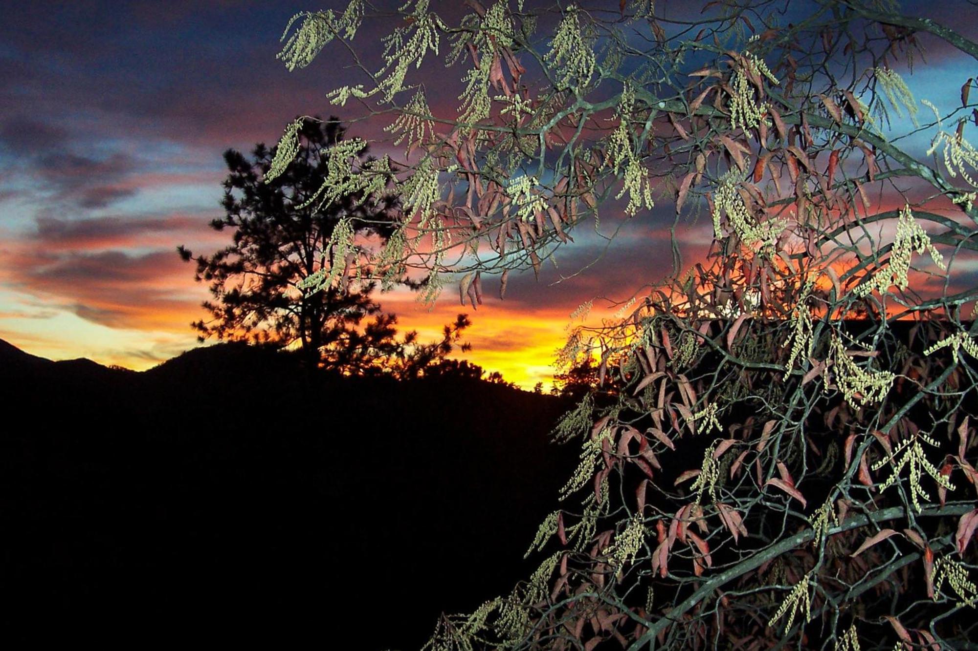 Above The Pines *