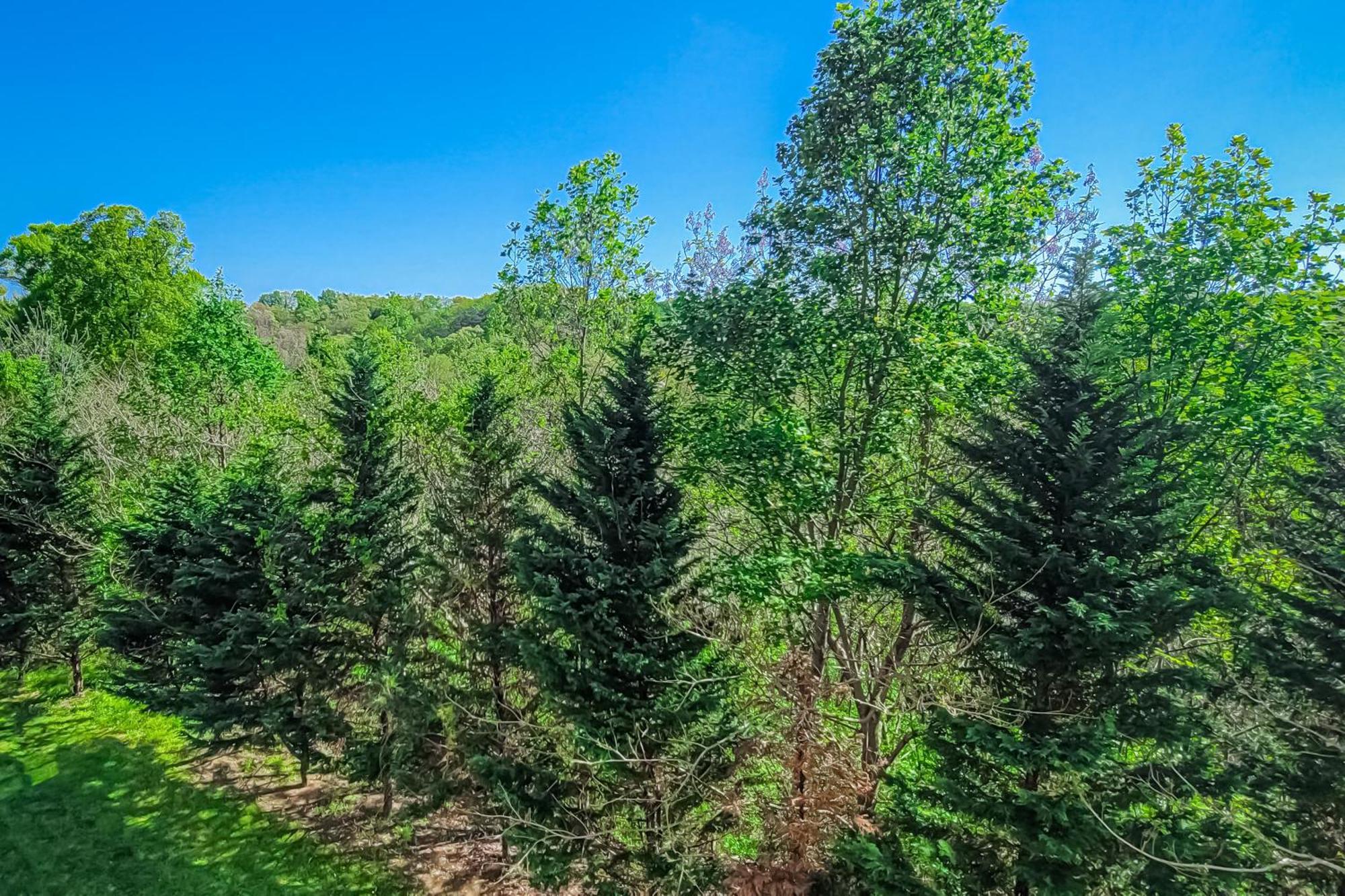 Evergreen Whisper Pigeon Forge