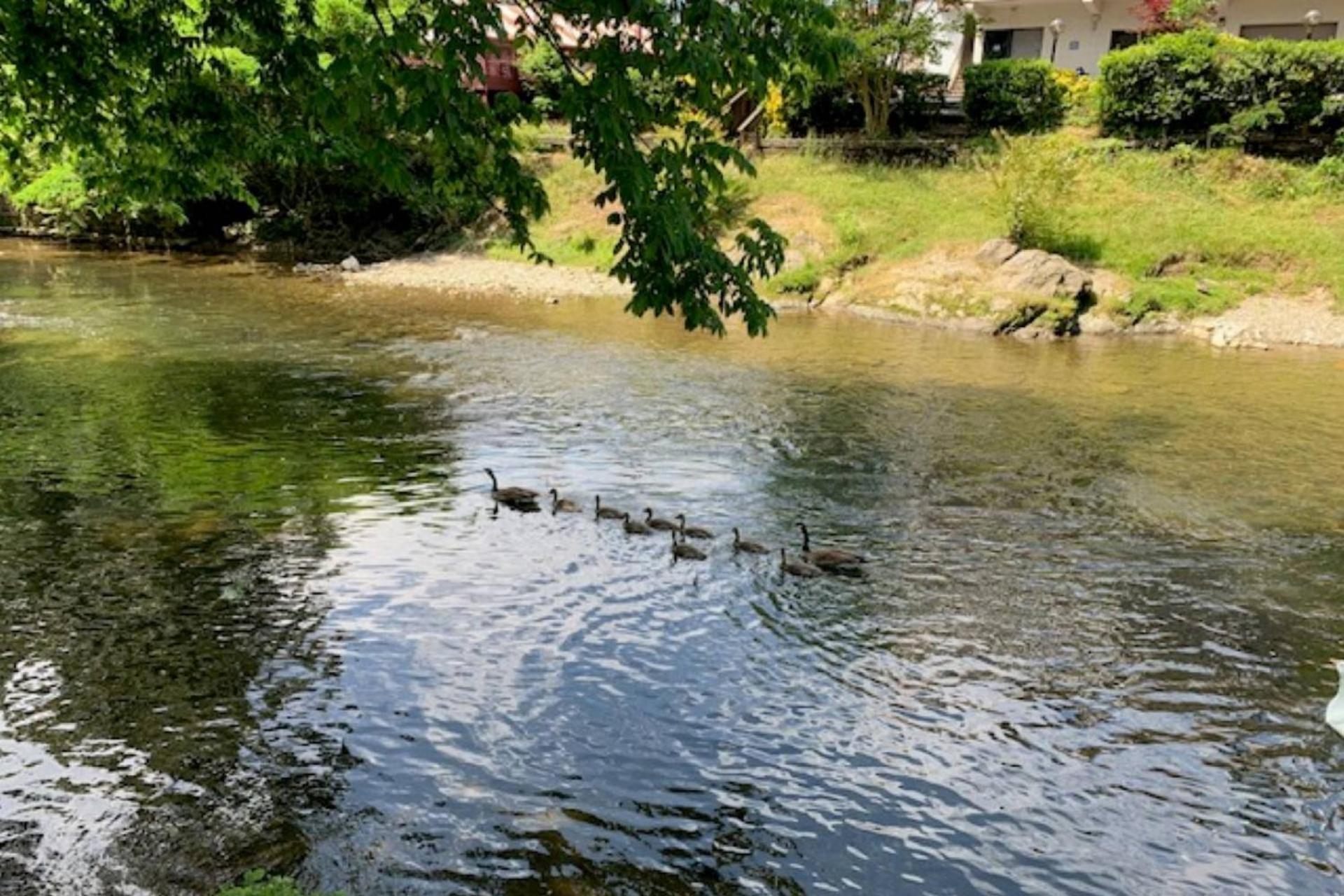 Mill Stream