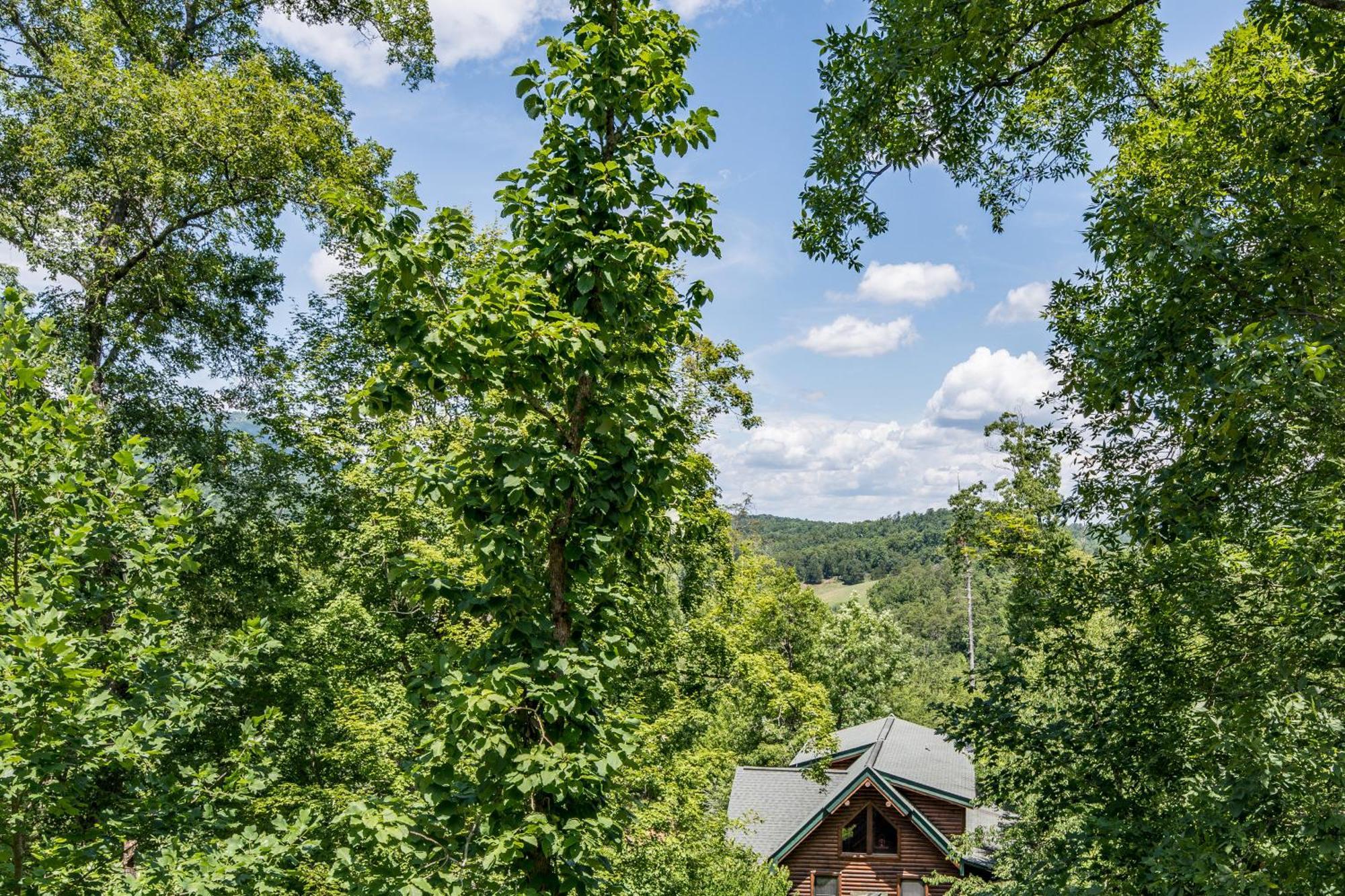 The Bear Club Campsite