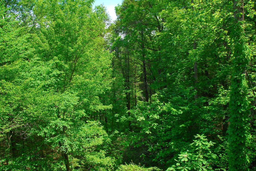Cedar Forest Holiday home