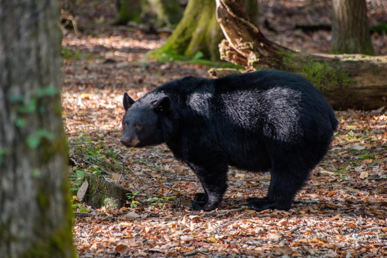 Friendly Bear Pigeon Forge