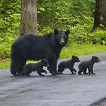 Time To Cuddle, Wifi, Near Pigeon Forge, 1089 Free Tickets Each Paid Day, Dollywood And More