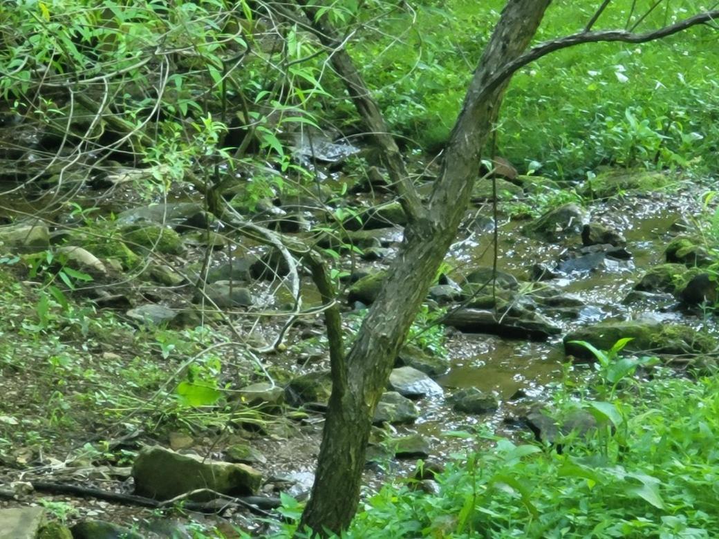 Tentrr Signature Site - Happy Hollow Hideaway Creekside Luxury tent *