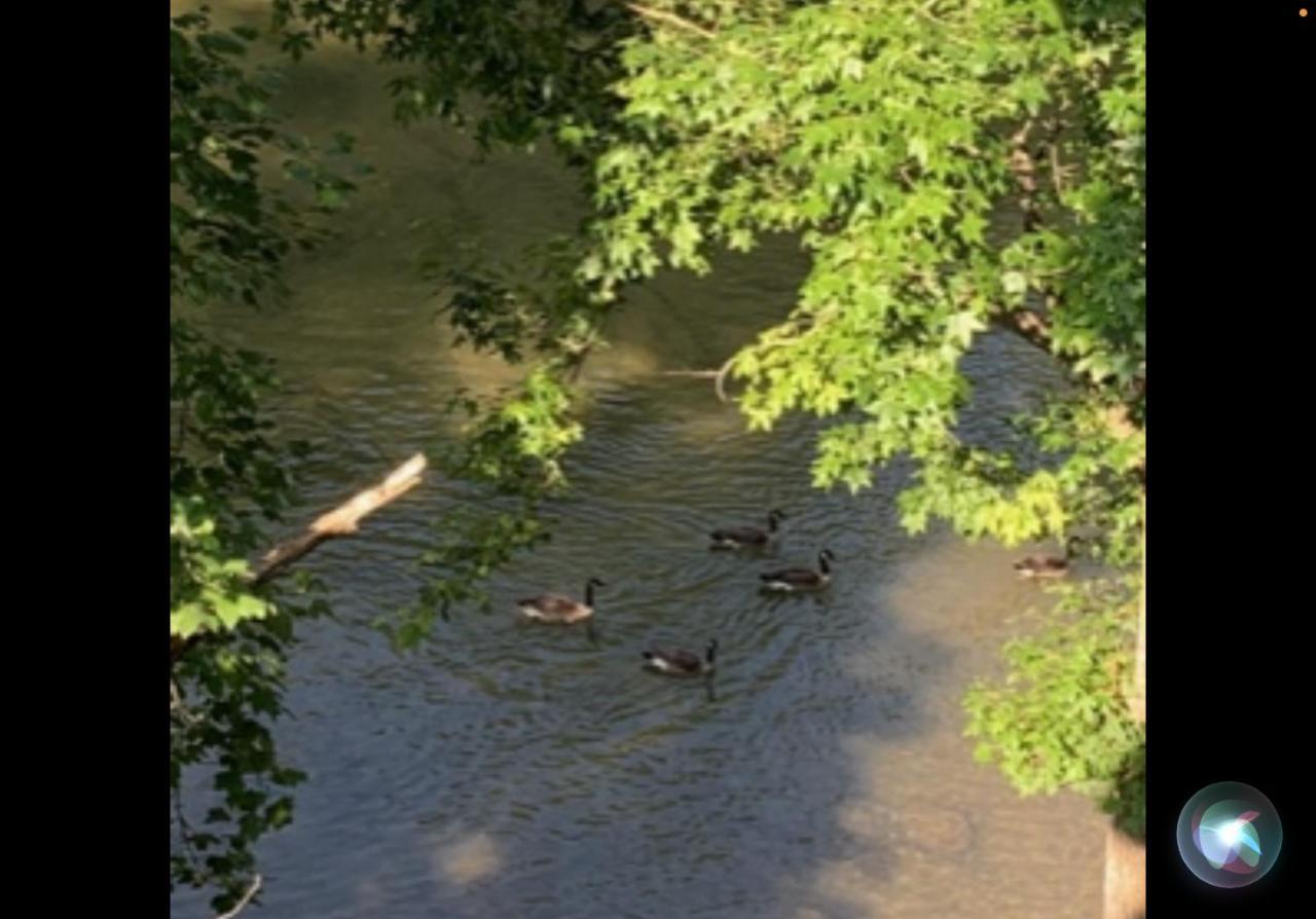 Bill's On Little Pigeon River *