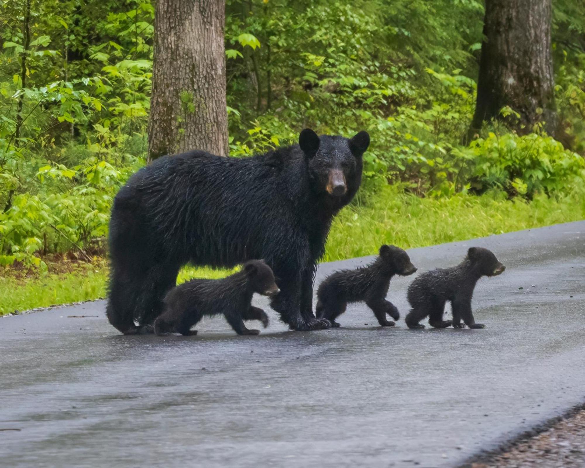 Time To Cuddle, Wifi, Near Pigeon Forge, 1089 Free Tickets Each Paid Day, Dollywood And Holiday home