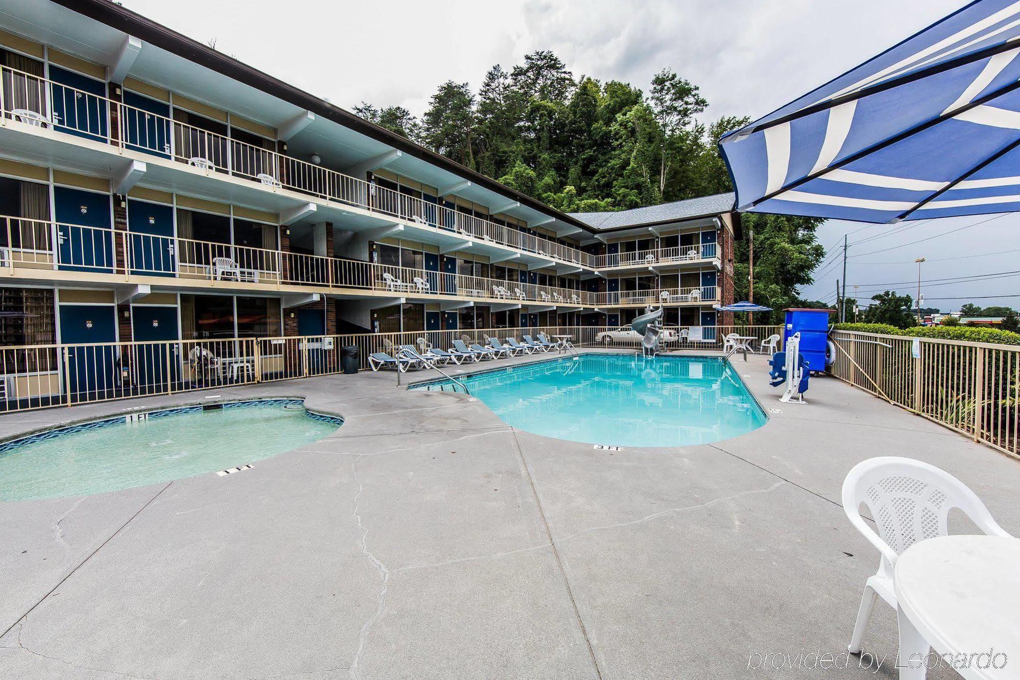Wild Bear Pigeon Forge